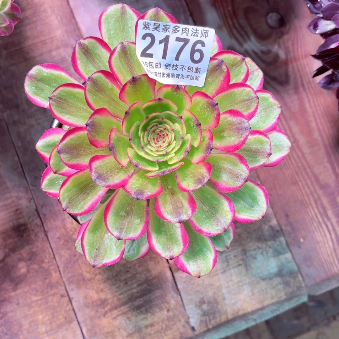 卿1棚法师00000002176