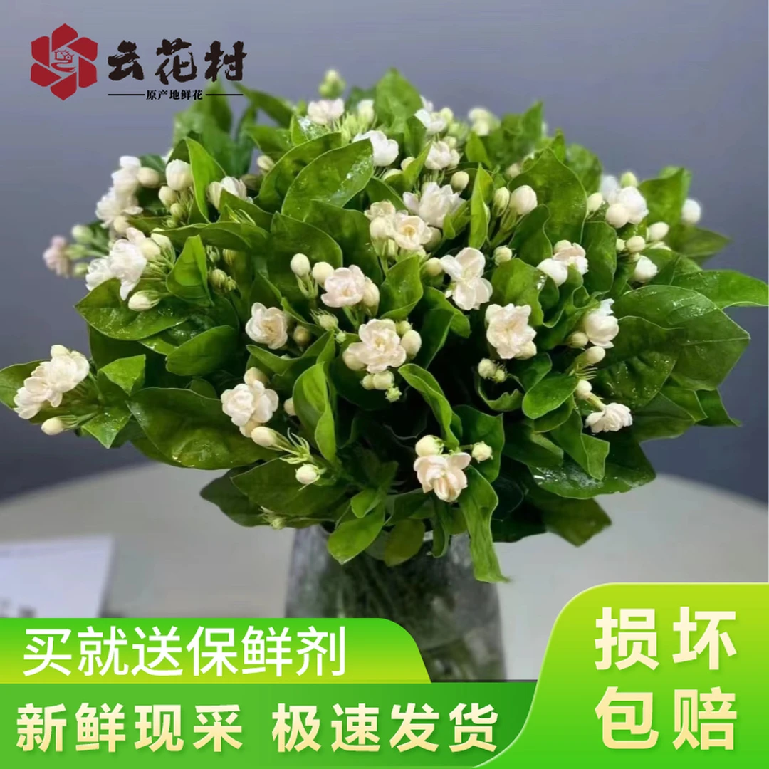 茉莉轻微掉花苞【全店任意满2件发顺丰京东】云南直发家用鲜花