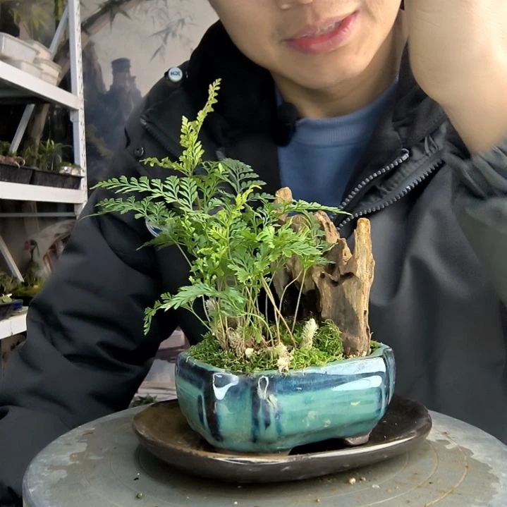 S****e小盆景小植物一物一拍194