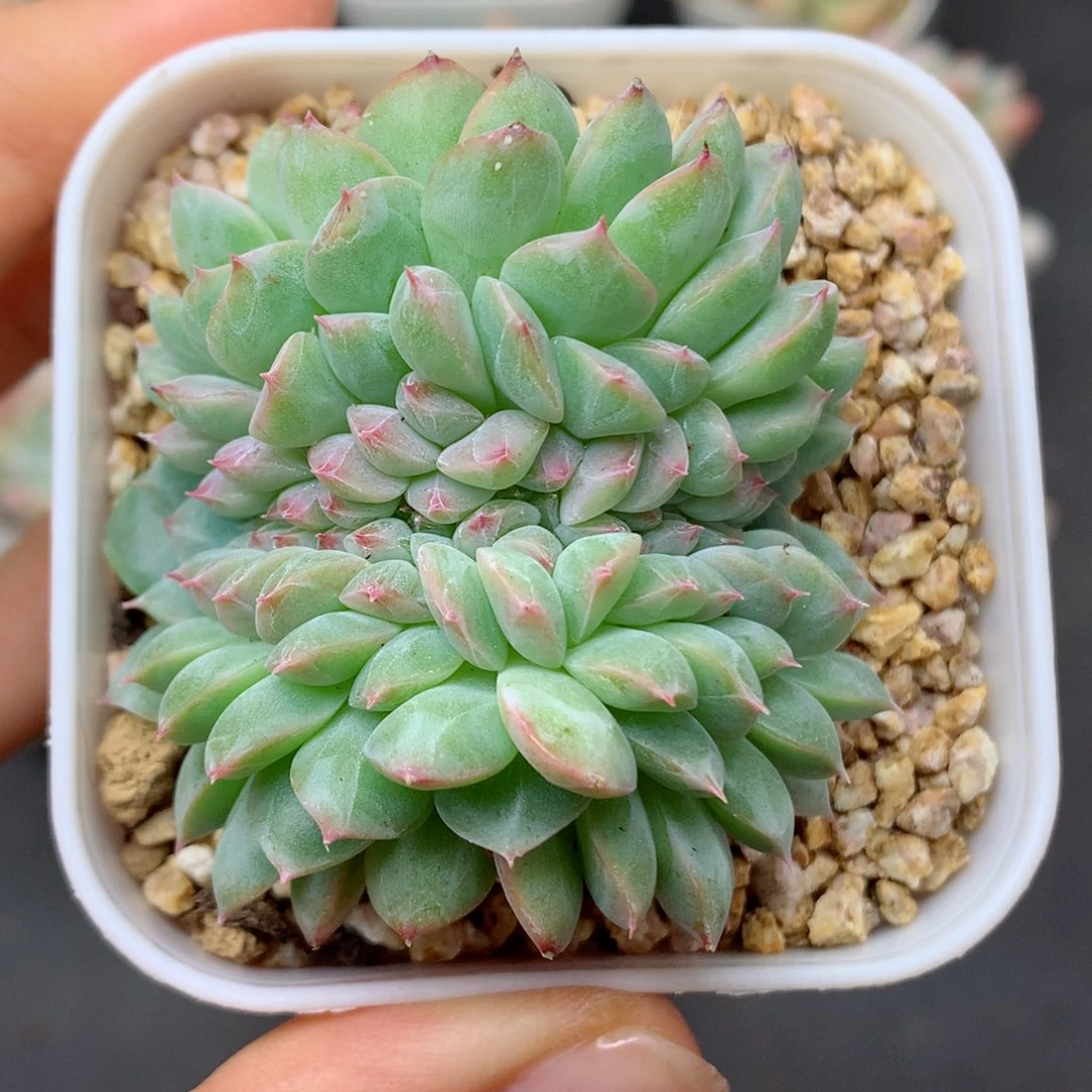 58包邮  群生不包整36