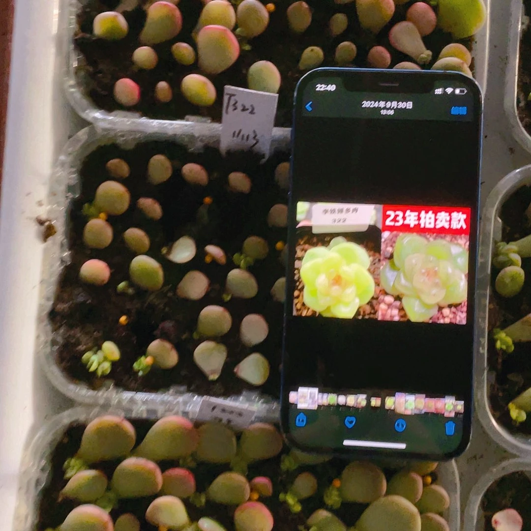 322 甜心芝麻苗一个满25包邮