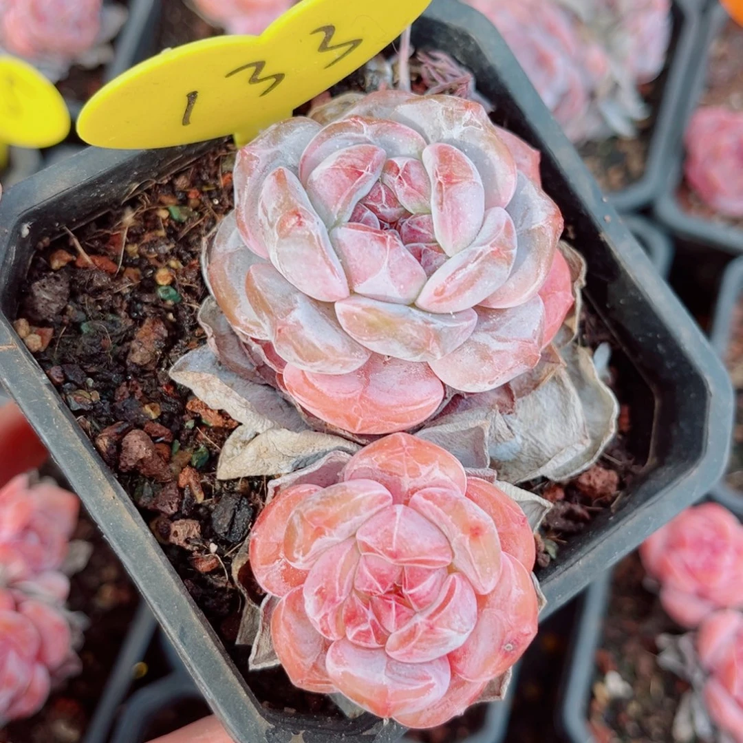 133号小老桩石榴籽星影双头