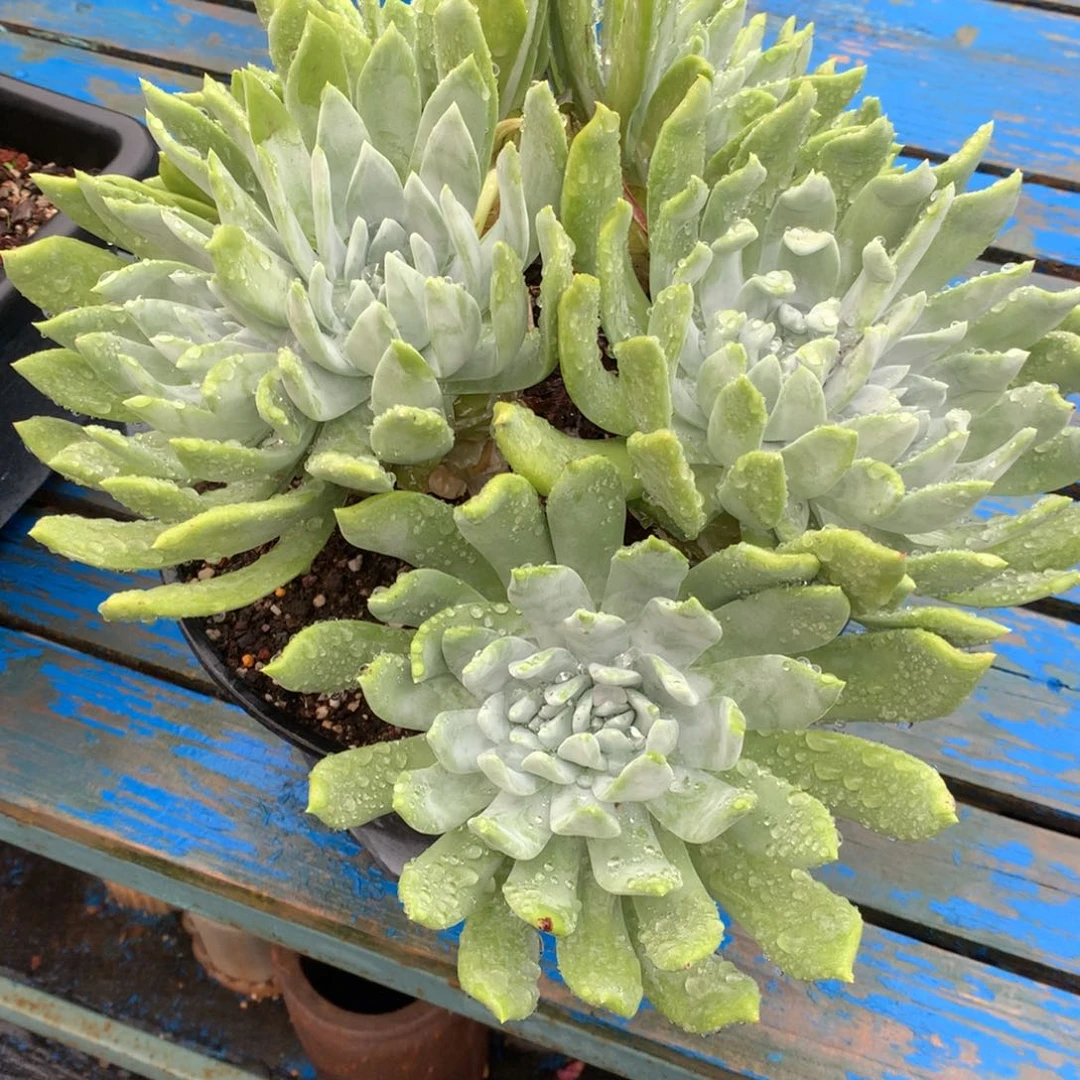 全部花朵卡****王700，哇啦哇啦哇啦