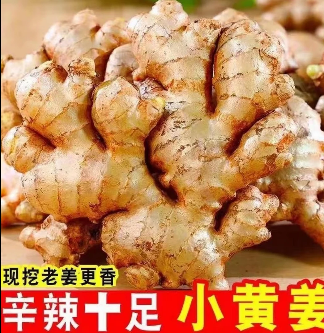 高山小黄姜新鲜生姜现挖高山老姜母带泥发货
