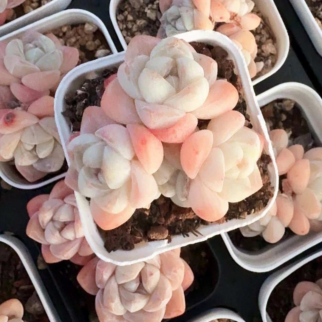 『****.萱专拍白底冰玉群