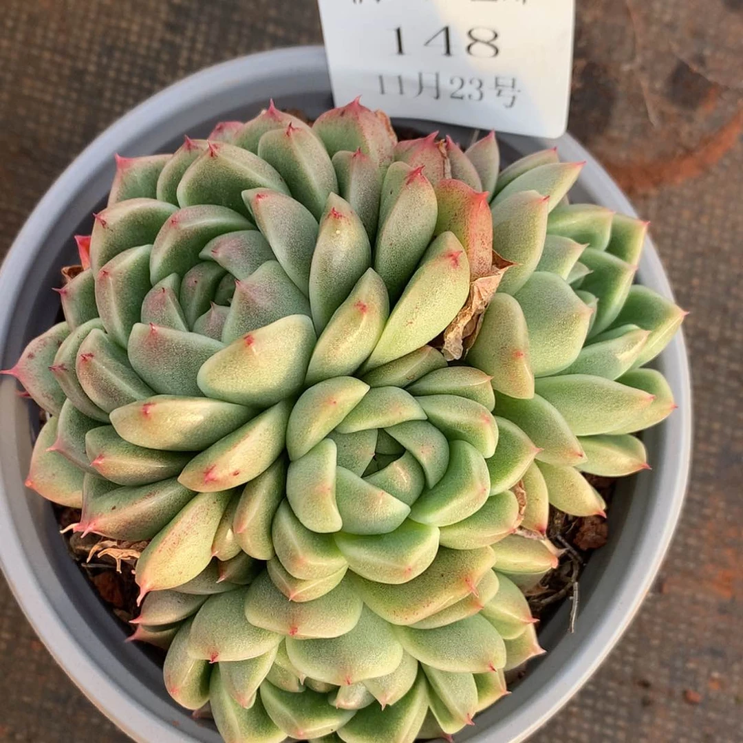 【闪购商品】云148号