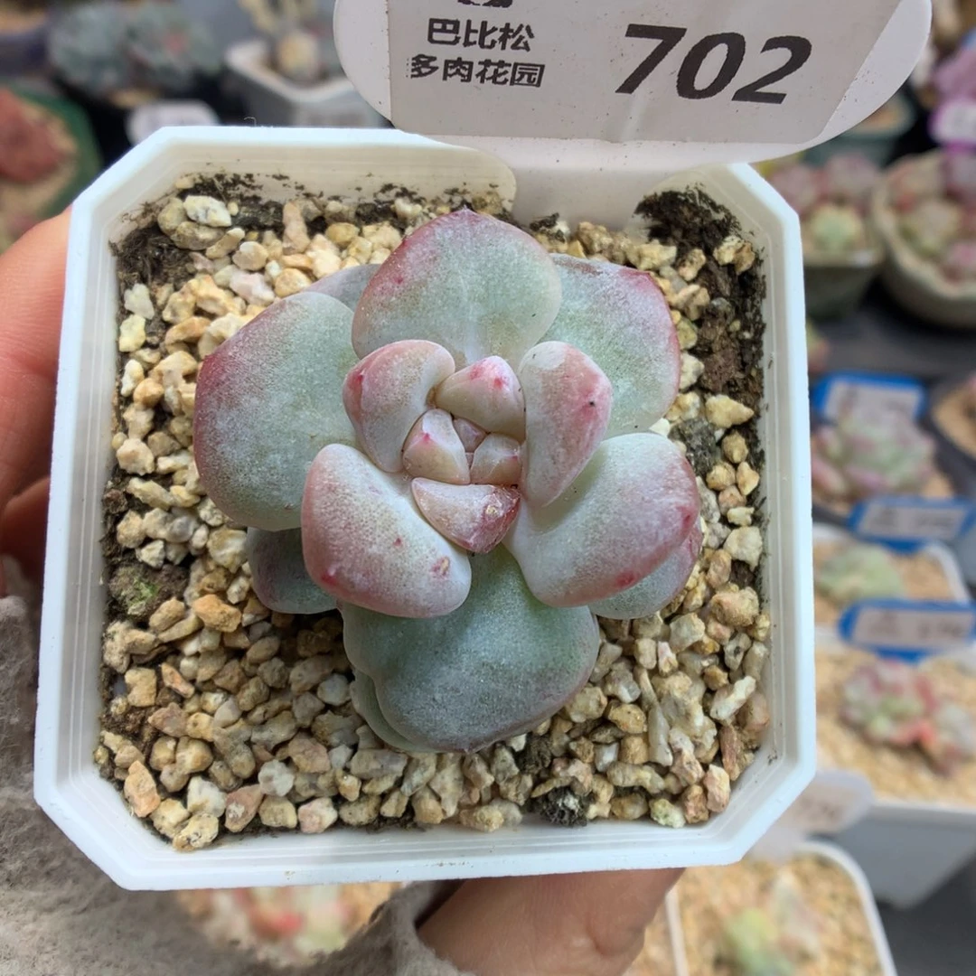 702冰玉石化多肉植物