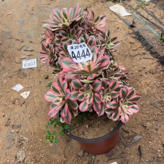 444两个法师不包断枝