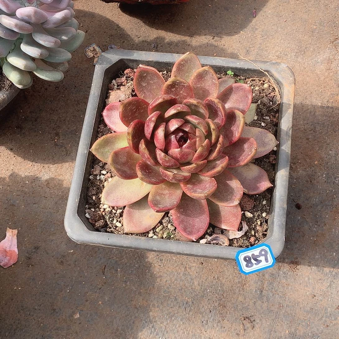 859巧克力莫斯 一物一拍多肉