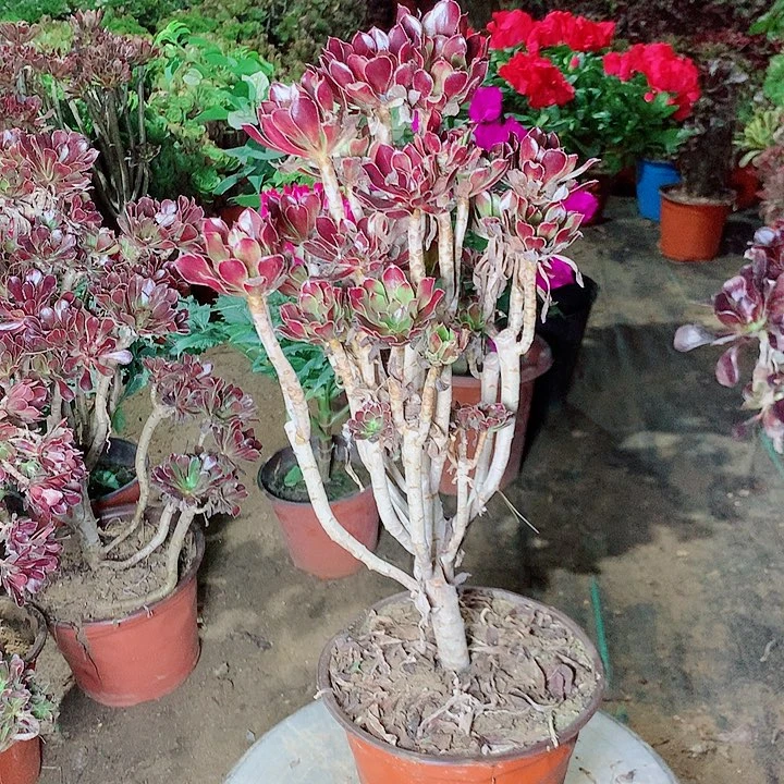 三色红玫瑰多肉植物法师18号