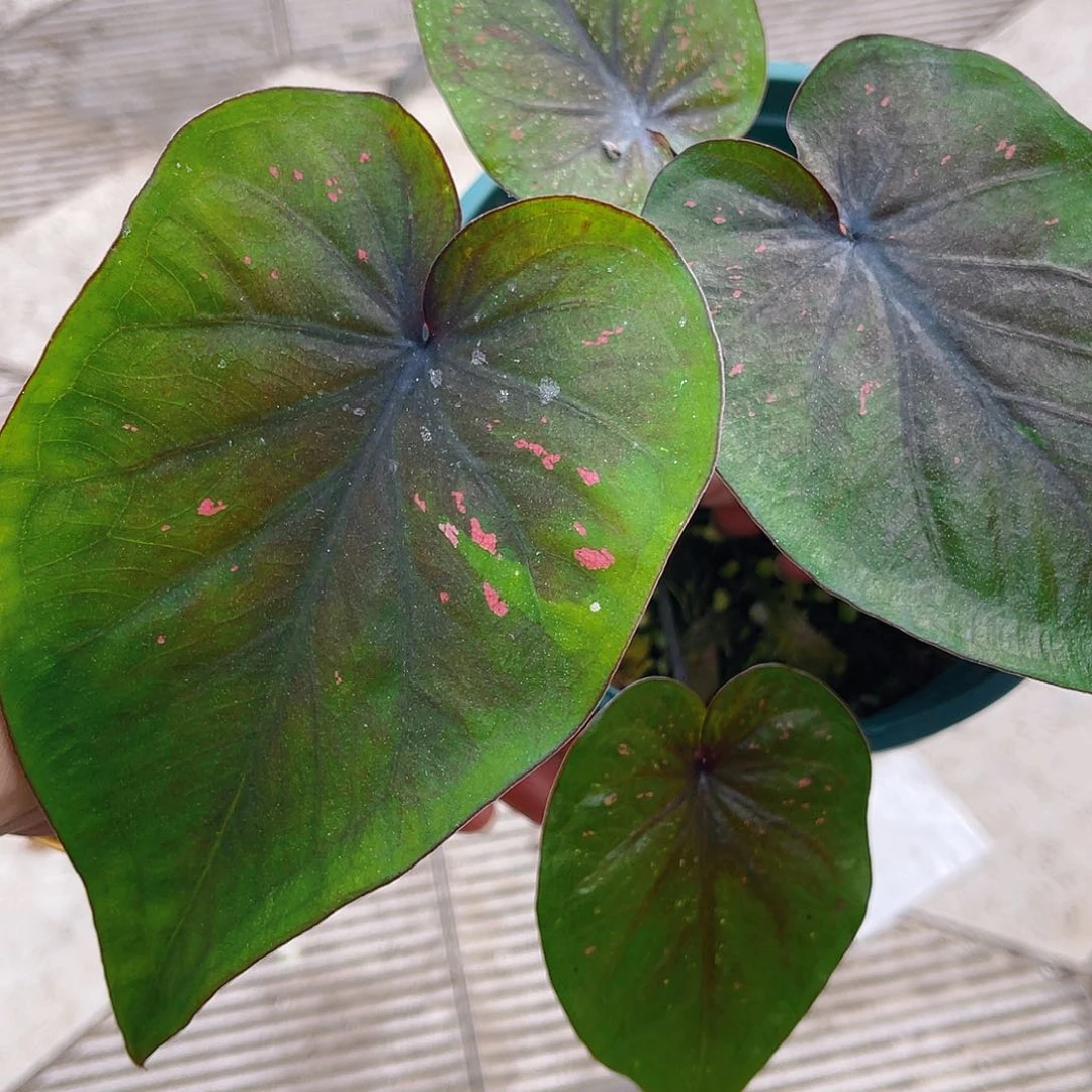 完全开放泰彩一物一拍803