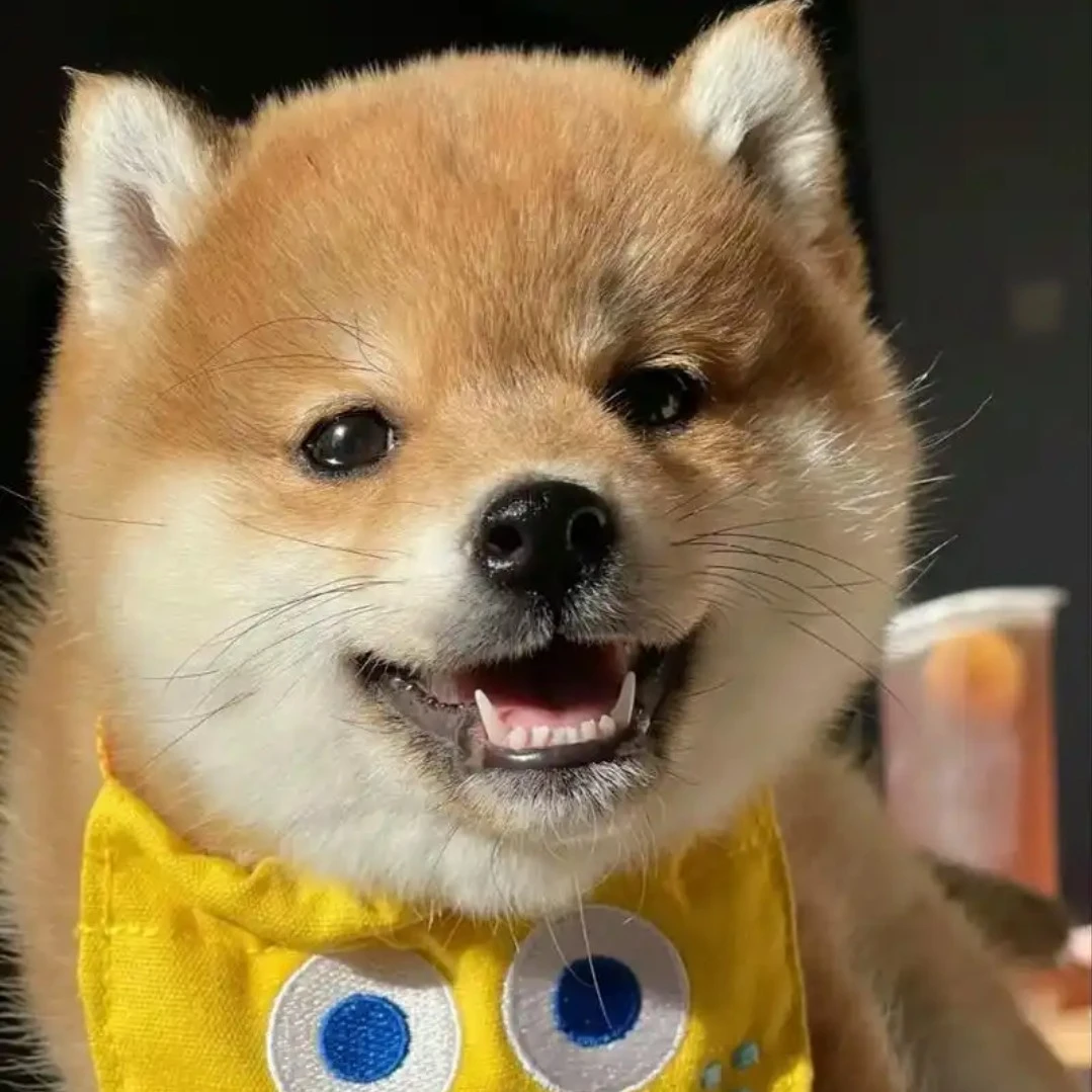 柴犬田园犬幼崽豆柴活体幼犬赤柴黑柴可爱小型犬宠物狗中华