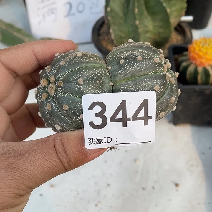 草球嫁接双头琉璃兜344