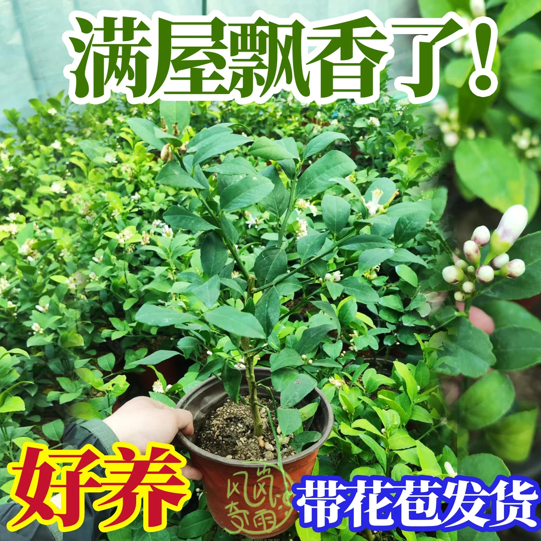 柠檬盆栽带果香水柠室内室外庭院绿植盆栽好养四季结果可食用柠檬