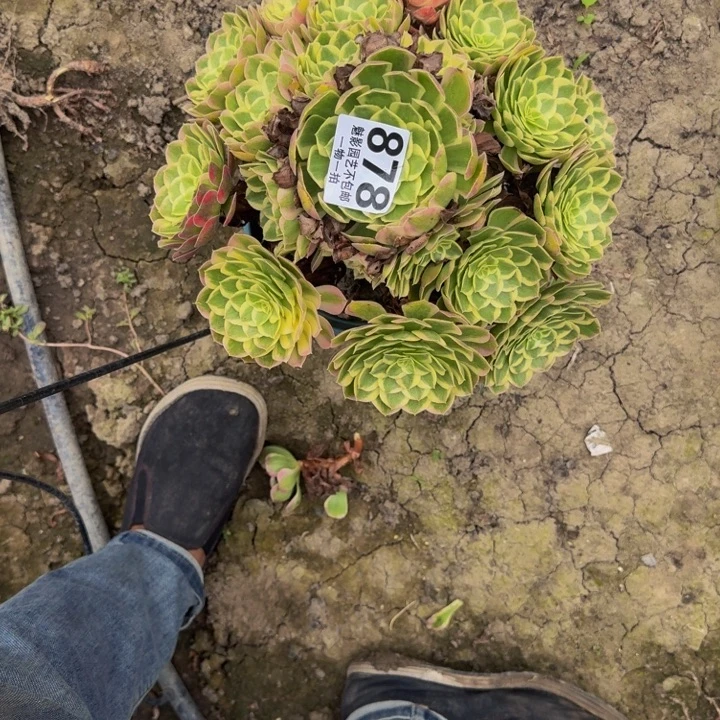 海王花30-33包邮花花