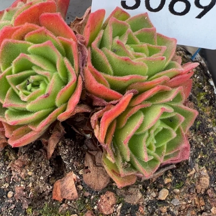 苹***姐三碗陈陈069   潘系白龙侧芽三个福利