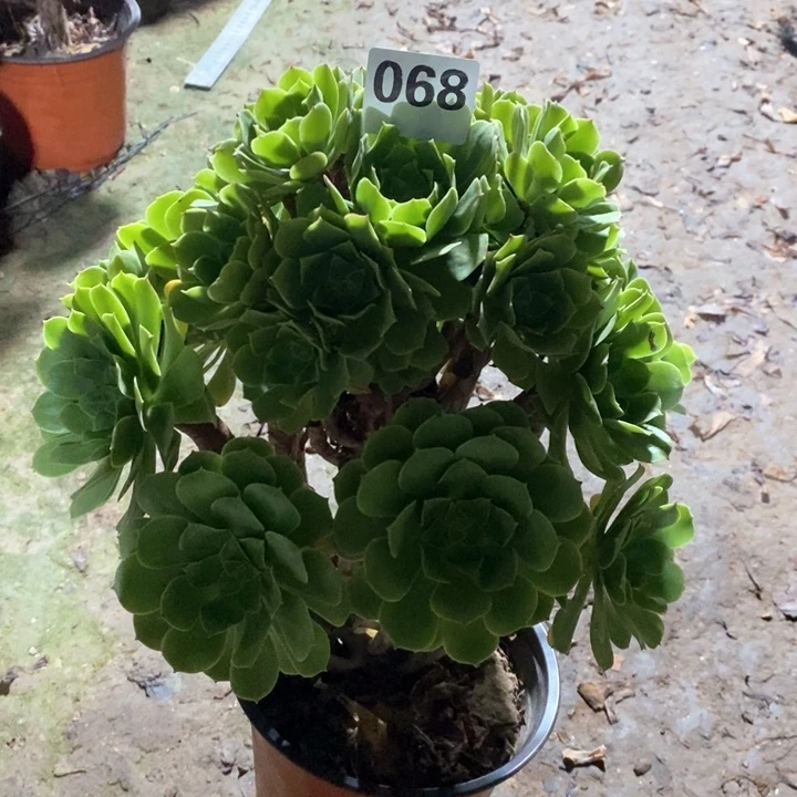 法师一物一拍068