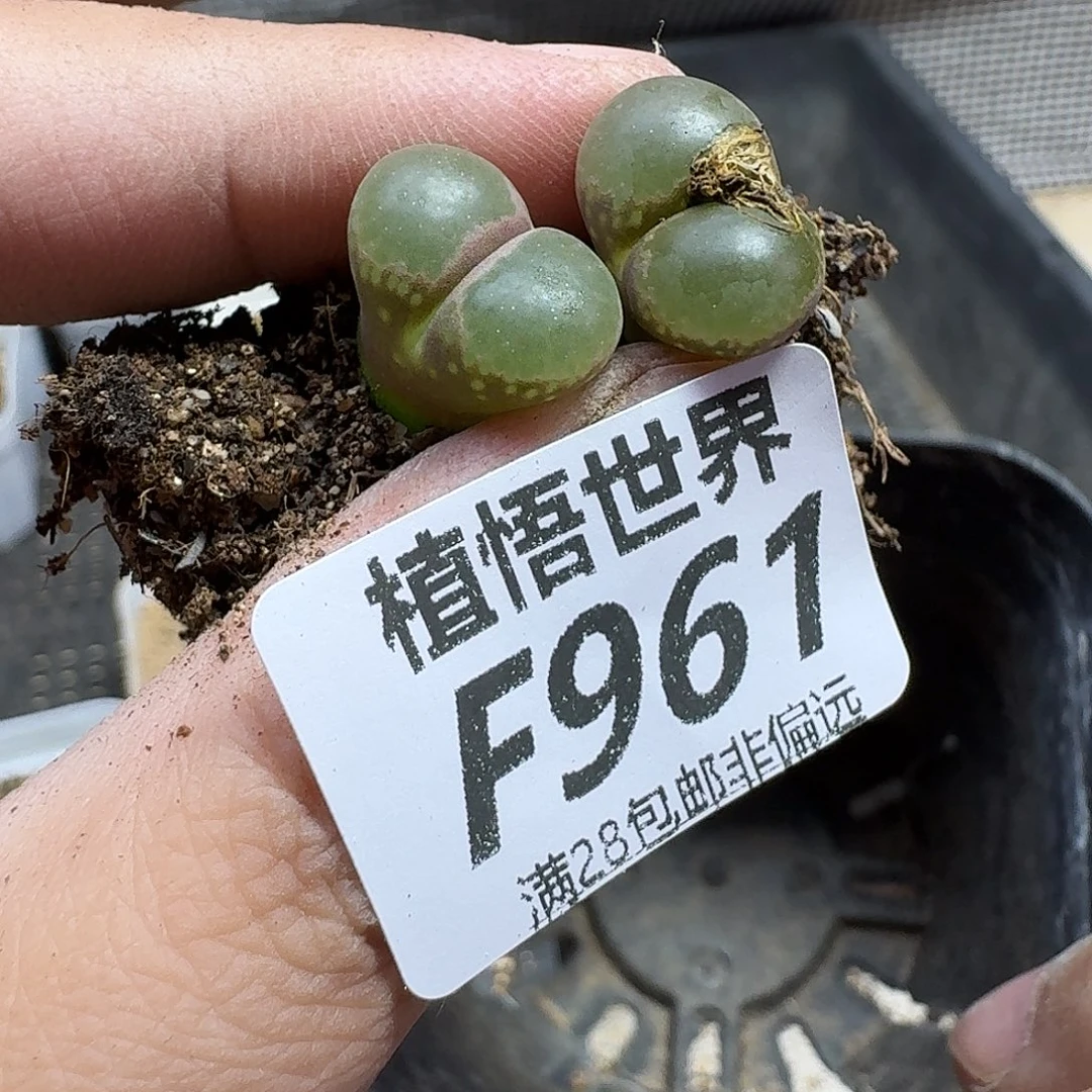 多肉植物的润泽fgb