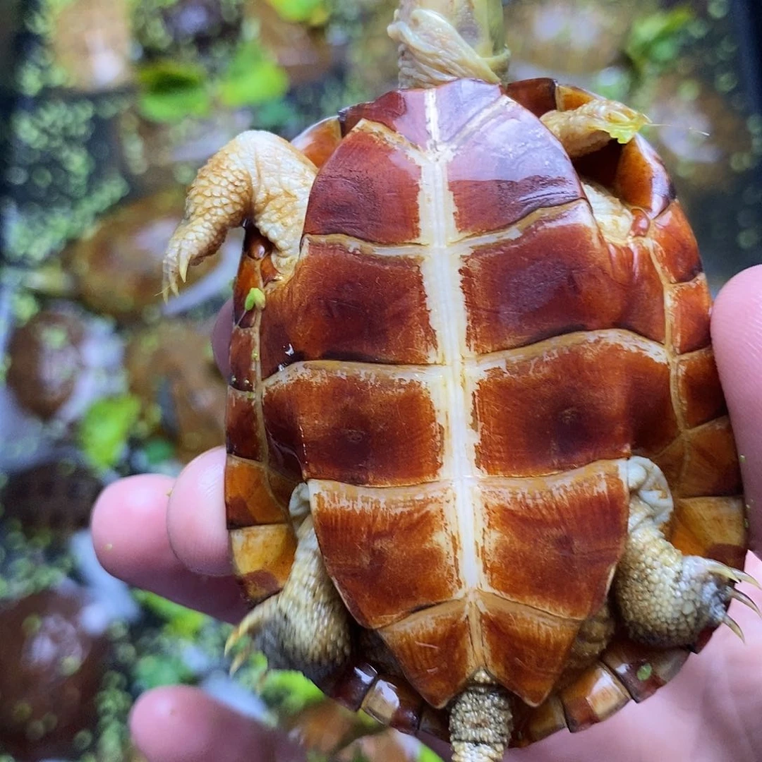 不分公母绿毛龟呢*