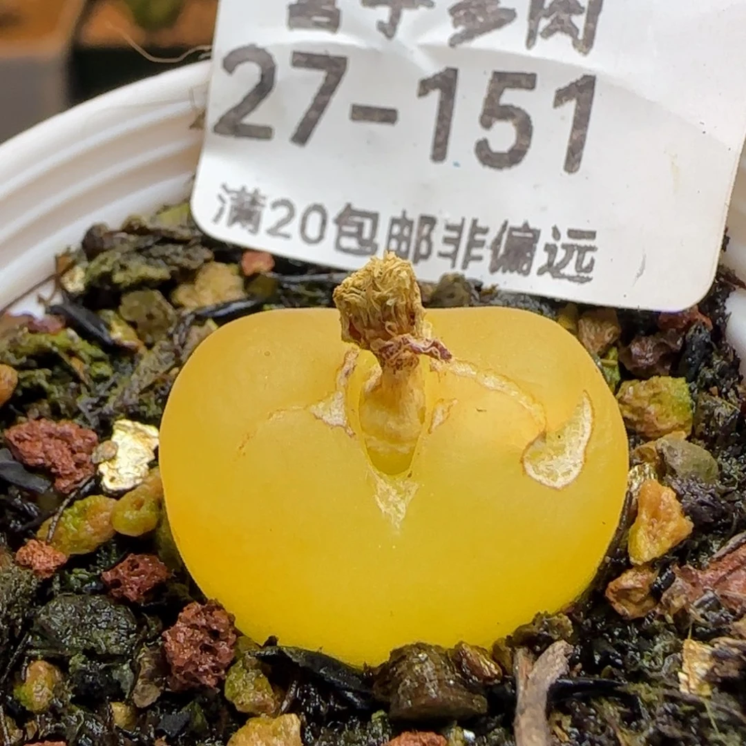 0*7带盆土发货。