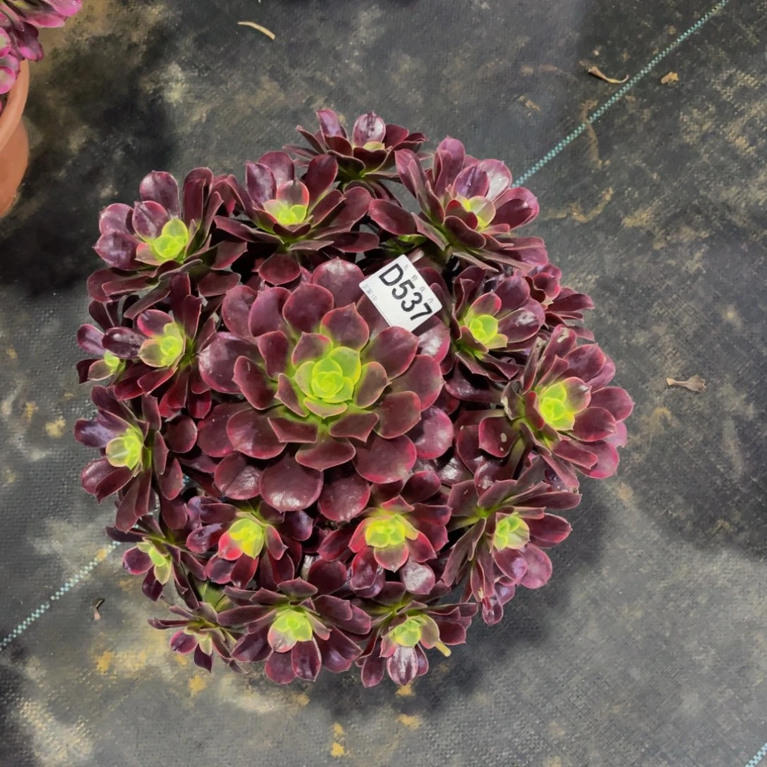 53700金丝雀福利可以拍