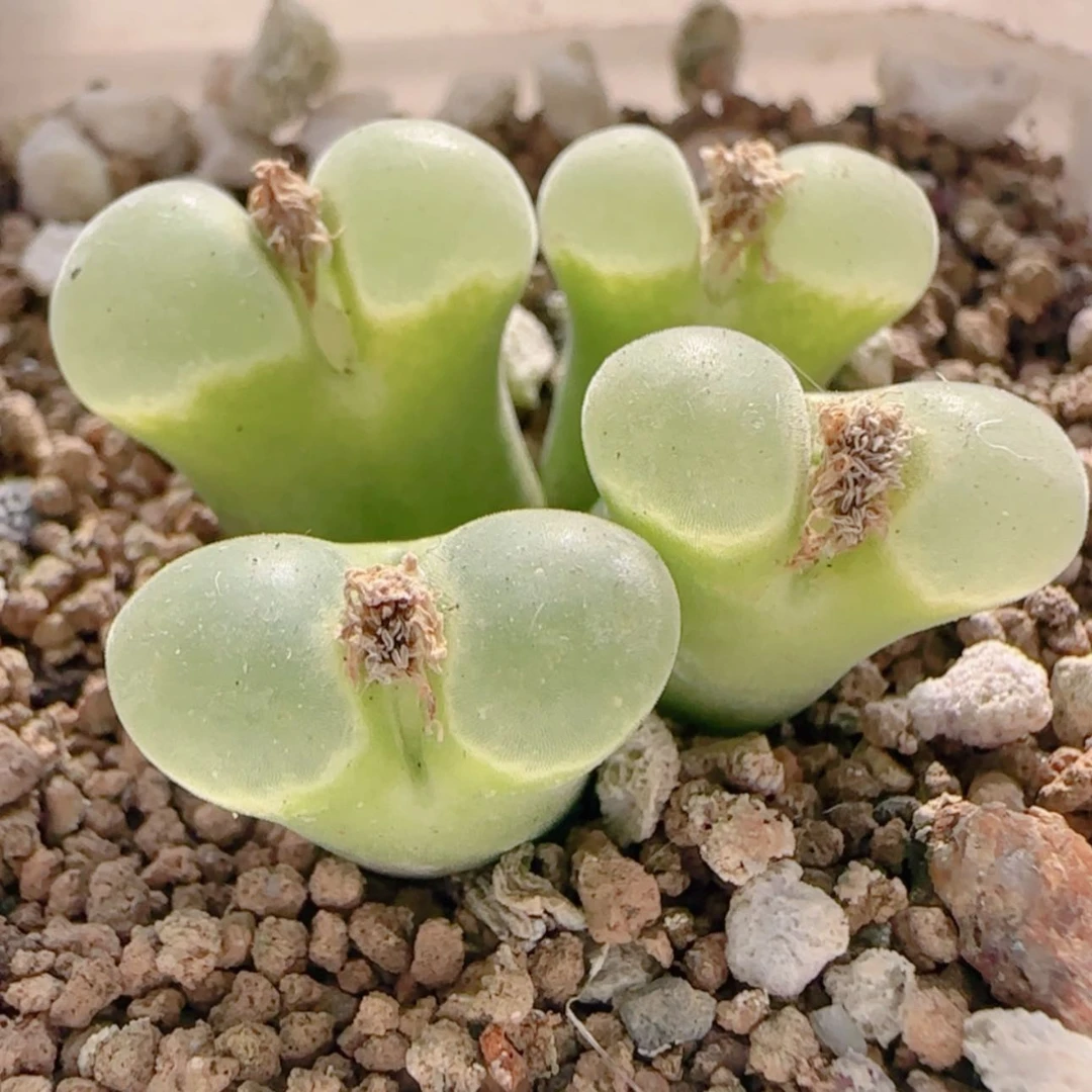 【闪购商品】21647