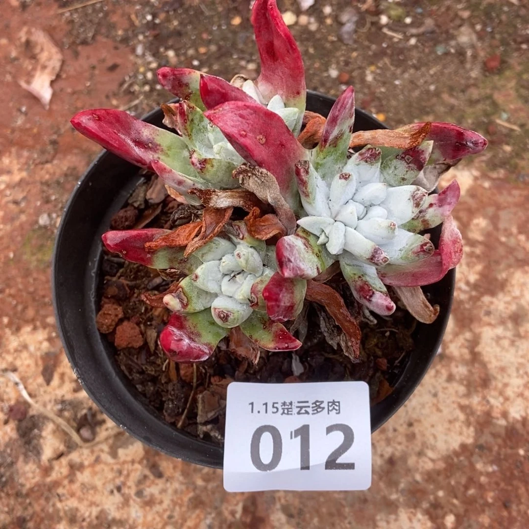 012象牙叶多肉植物