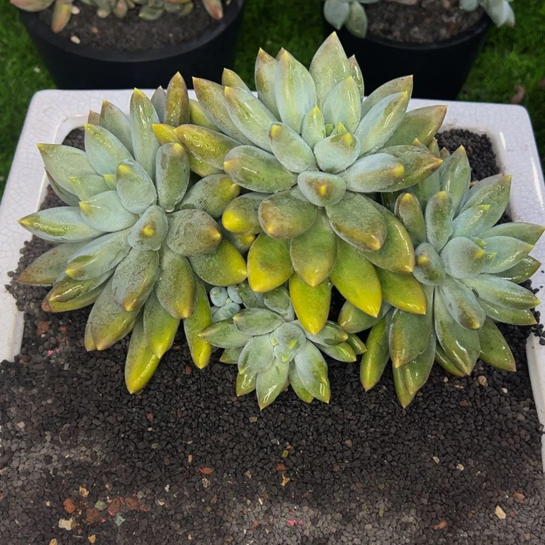 周***装周宇服饰 哥特萝莉 发货