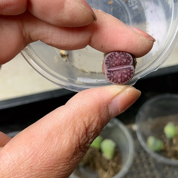 D378多肉植物保护研究所
