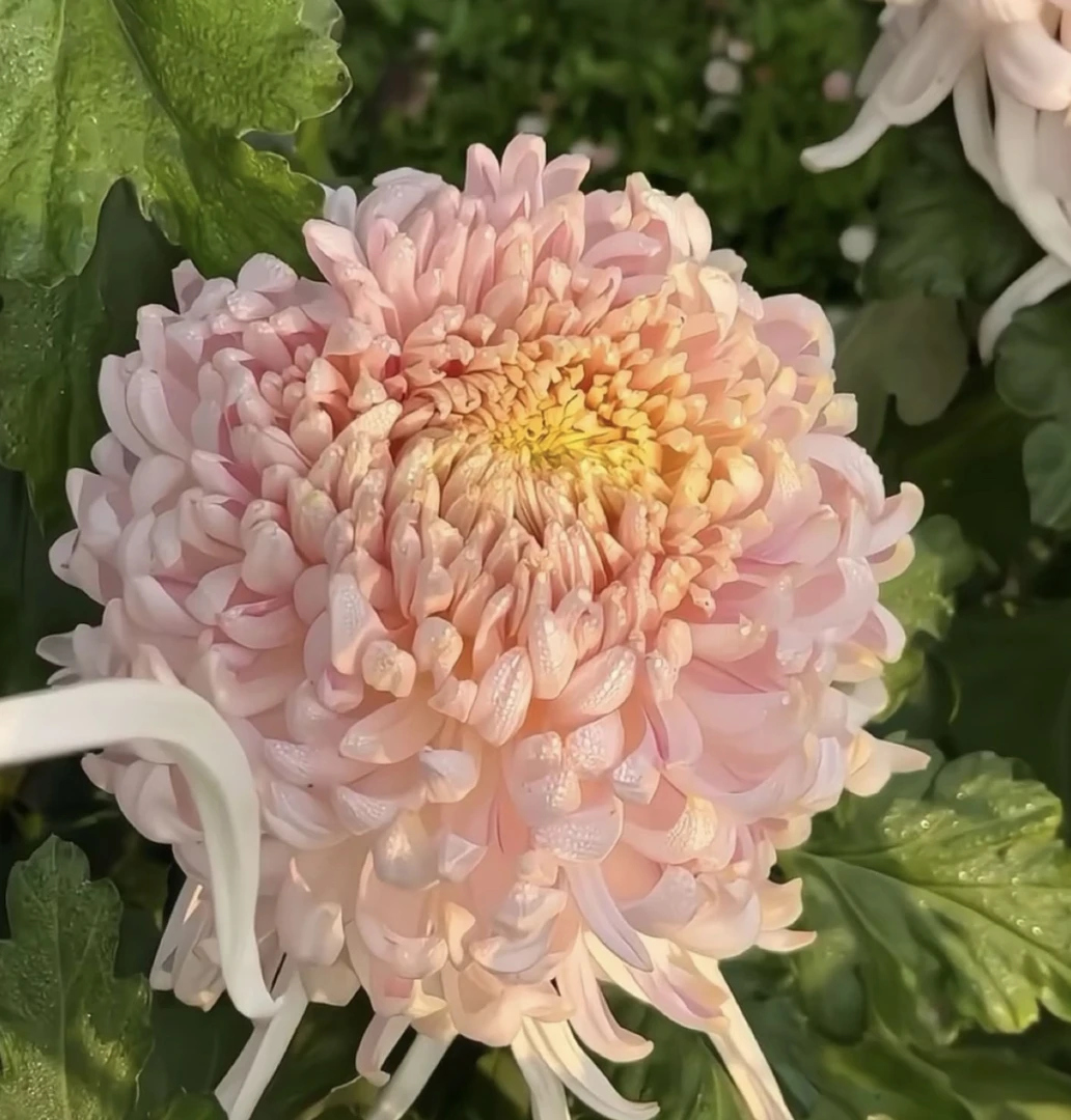 （国华初樱）棒棒糖九月大花型 带花苞 阳台 花园种植 基地直销