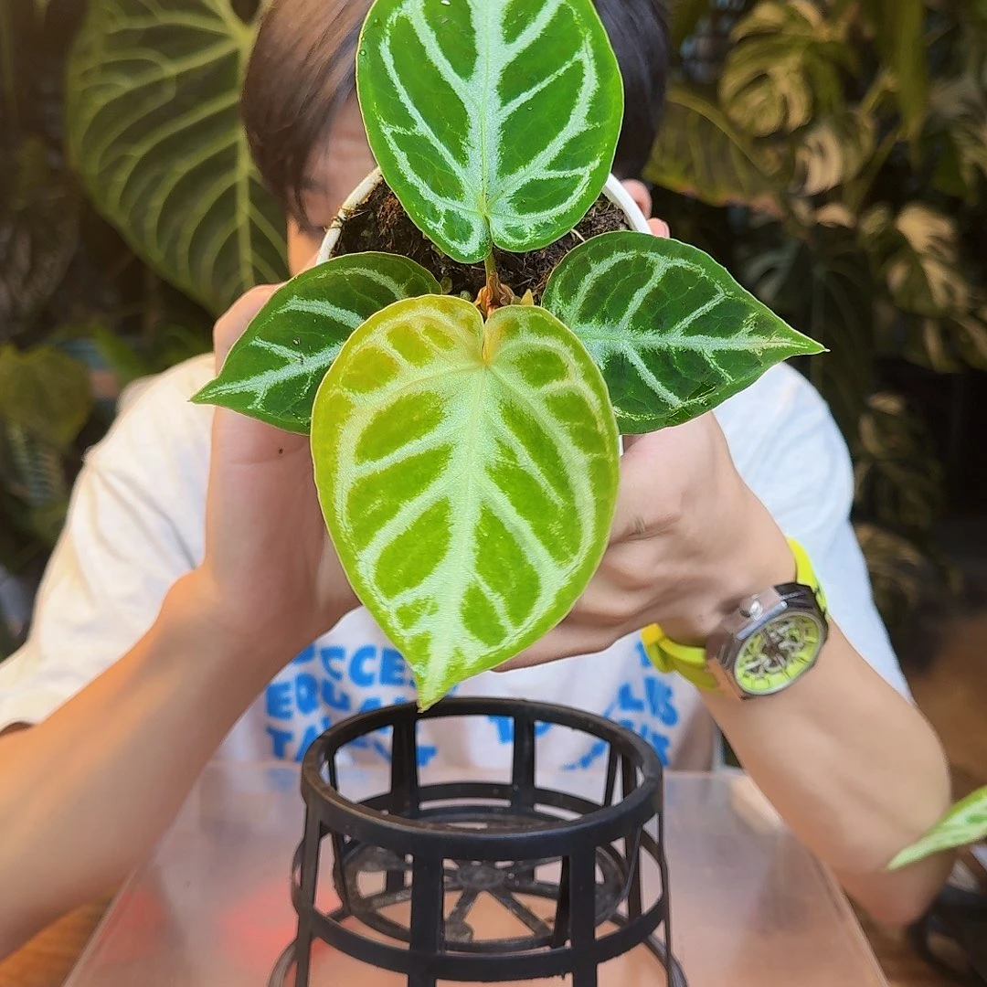 完全开放I51铜锣烧杂晨梦露