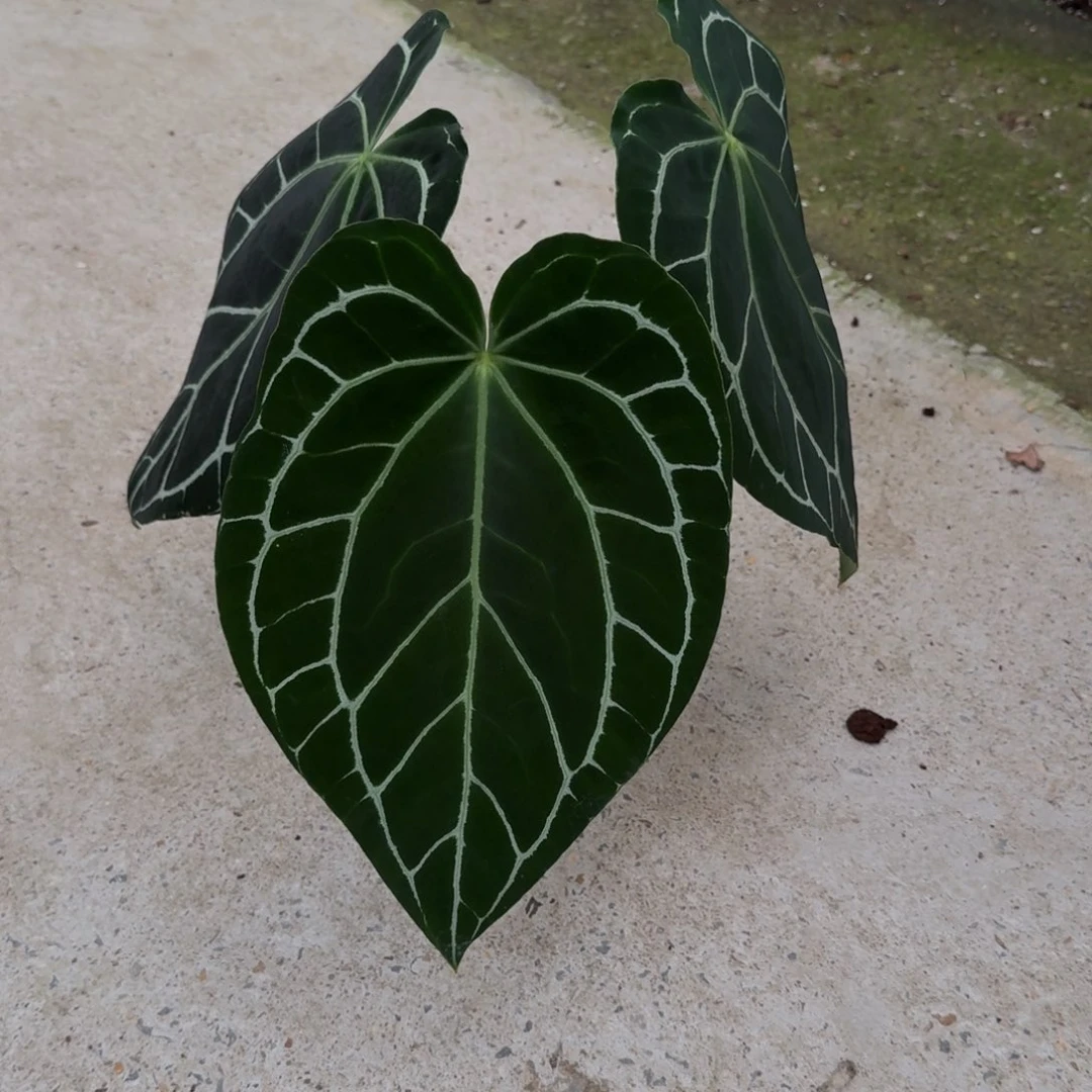 无花朵哥伦比亚黑水晶