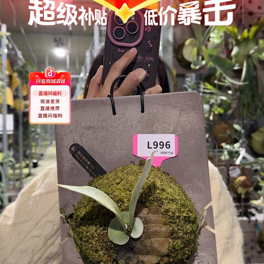 无花朵L996-斑比侧芽