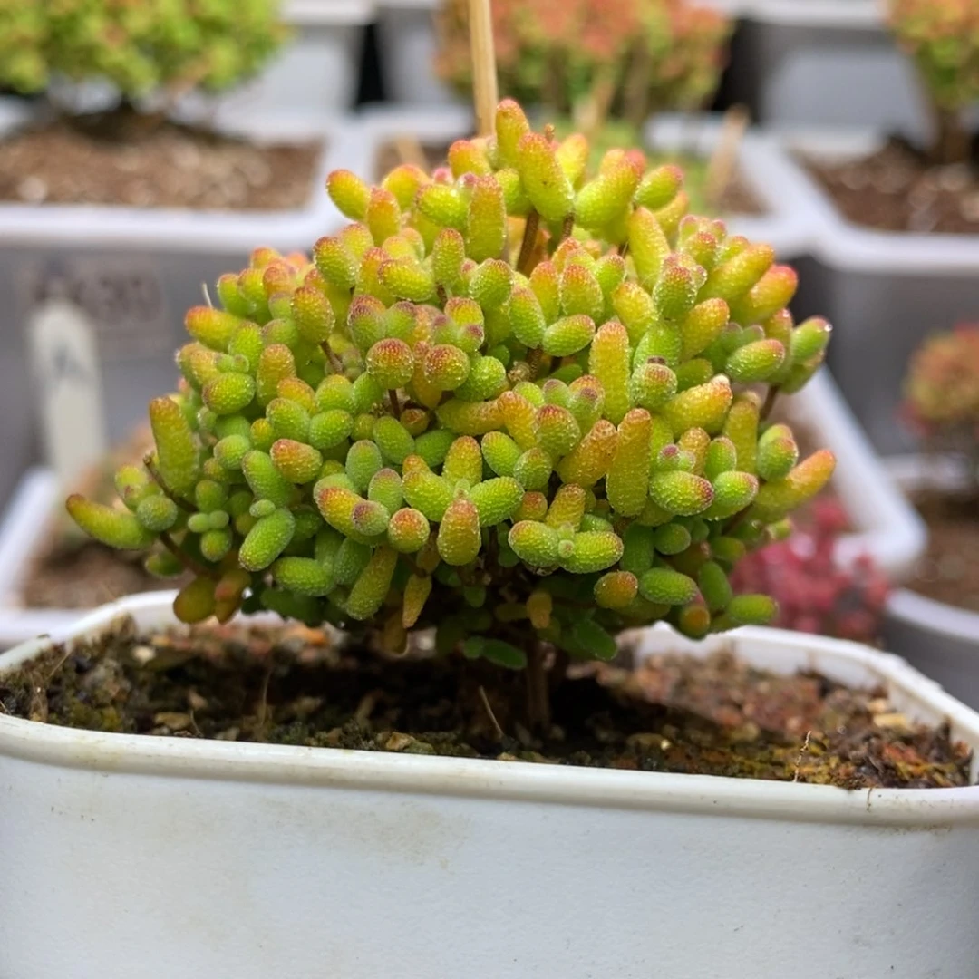 又***゛金桔售后枝干番杏D131