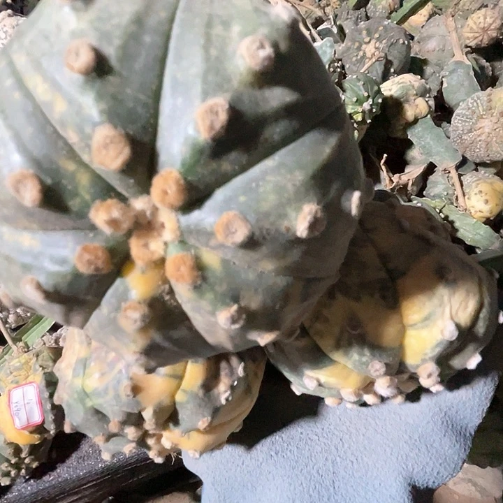 完全开放明**好兜豆豆兜3