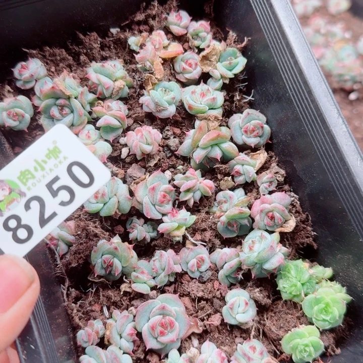 大***妮多肉植物多肉植物