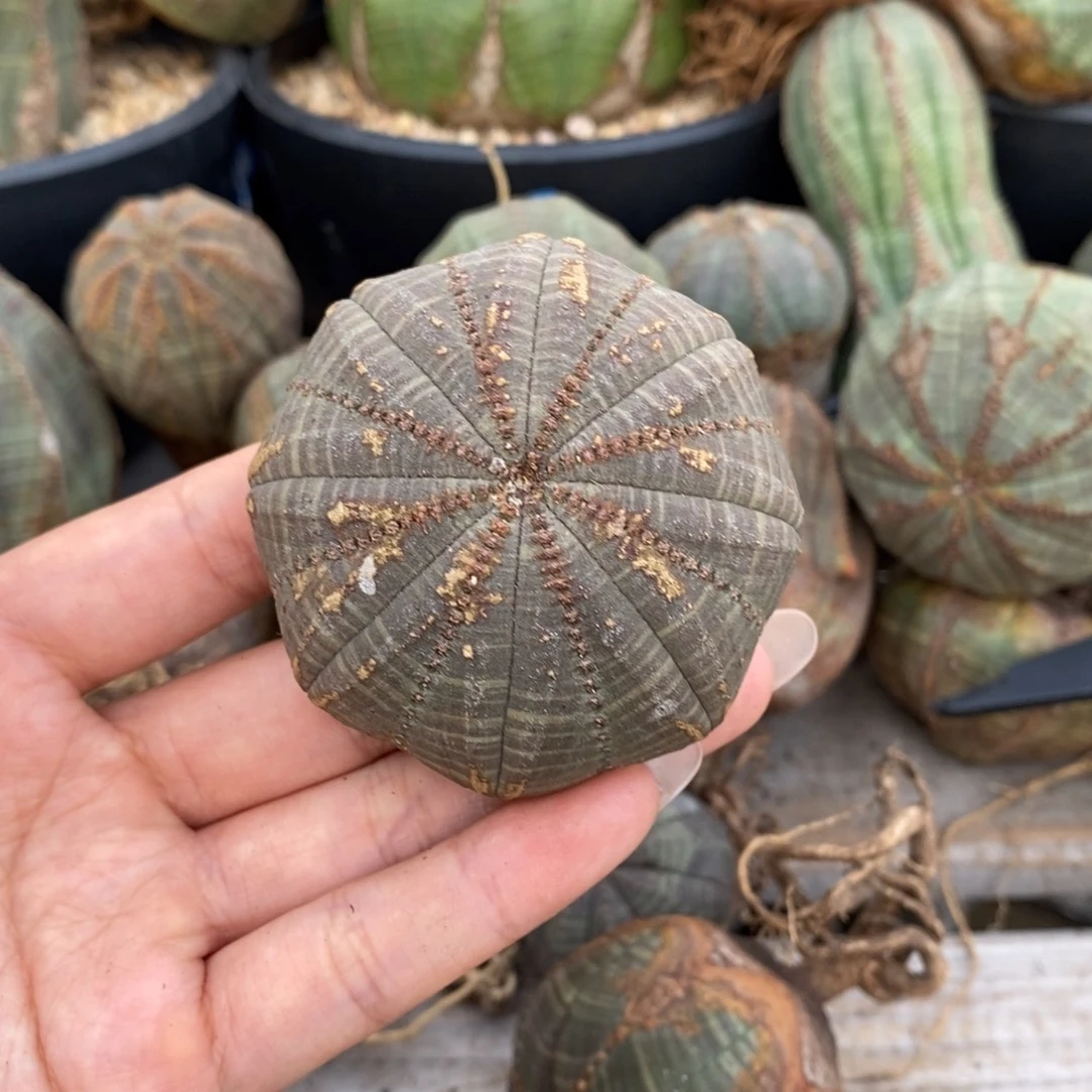 34欧系实生布纹球一物一拍