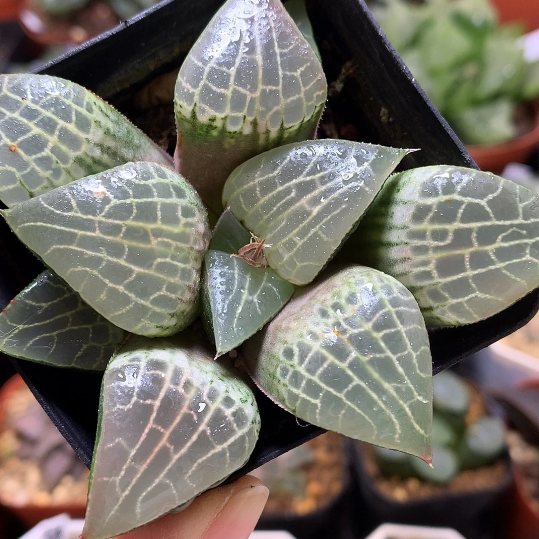 水晶康平粉玻璃带盆土