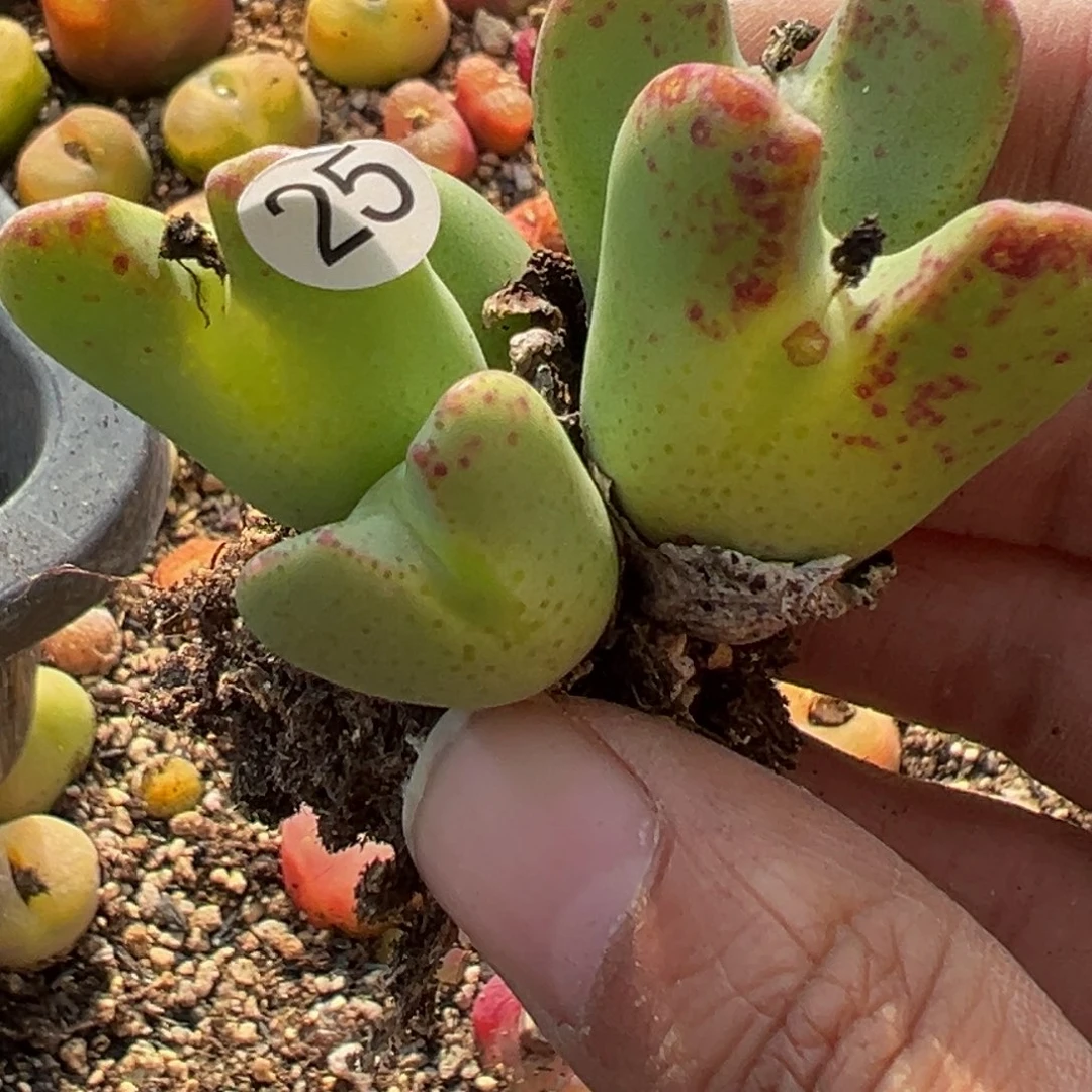 多肉植物11111111111111