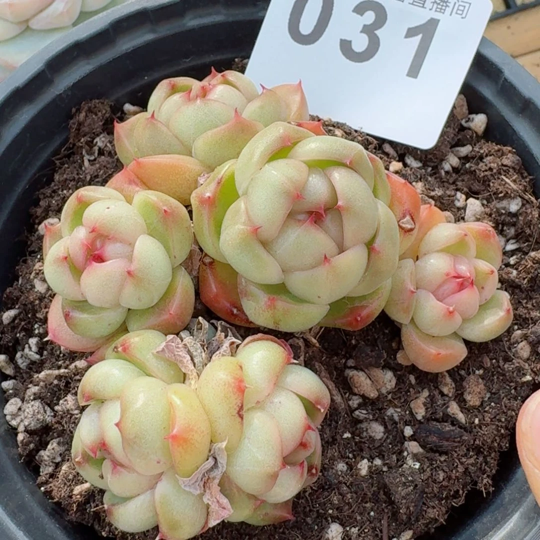 莱拉珍妮群生整装