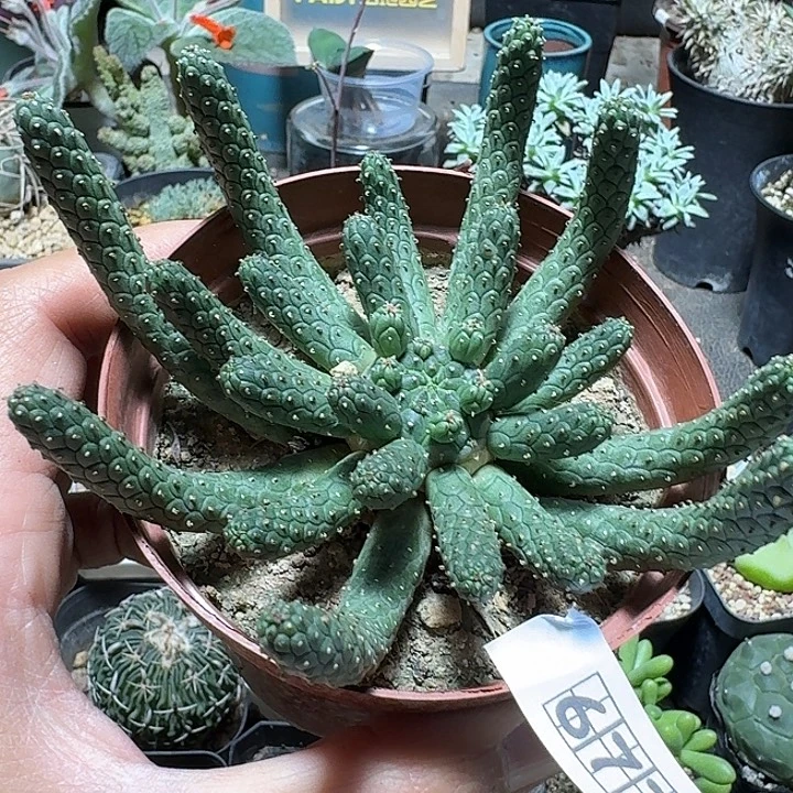 677阎魔大戟脱土发货