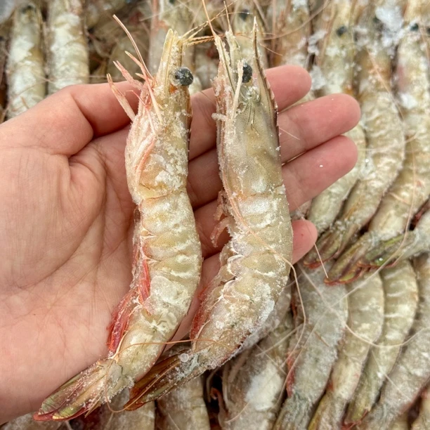 纯天然野生小白虾4斤小号海虾约80-100规格