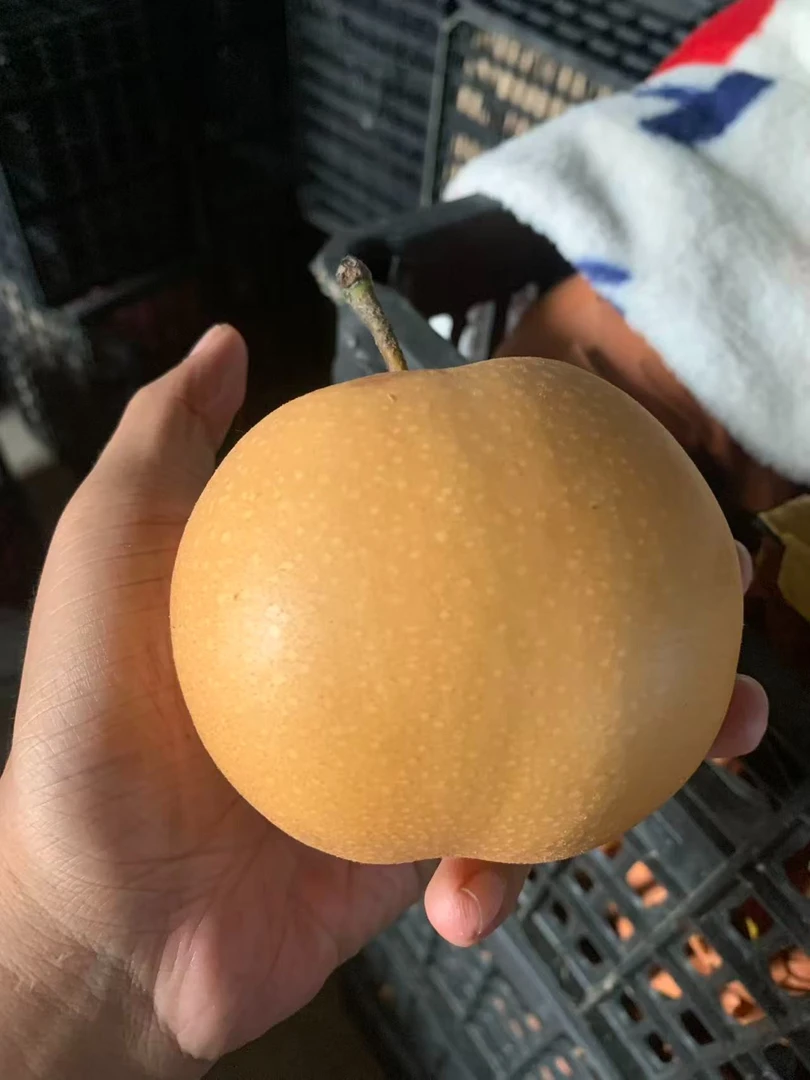 中秋佳品正宗秋月梨新鲜水果微少木栓正常食用新鲜水果现摘现发