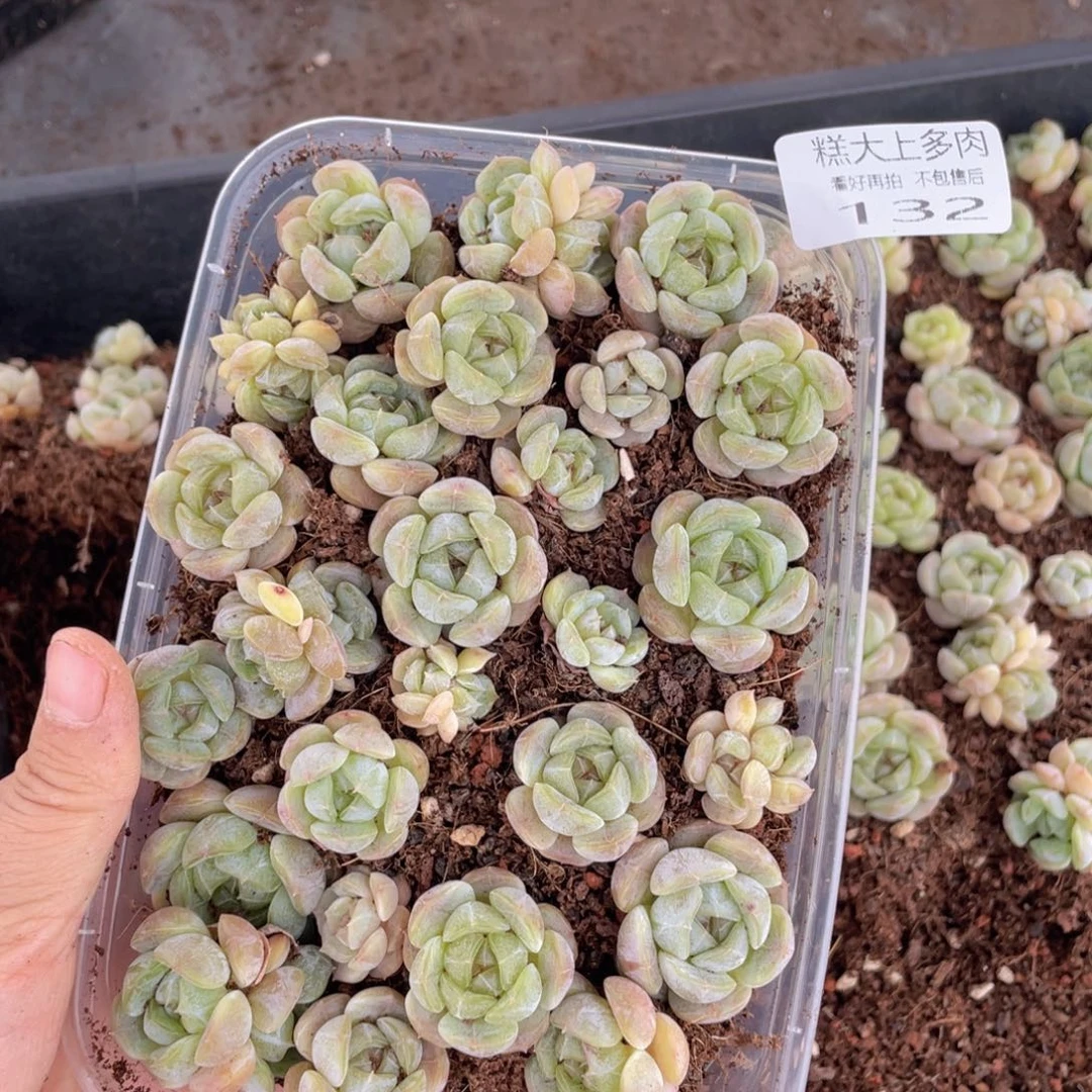 糕大上多肉植物132