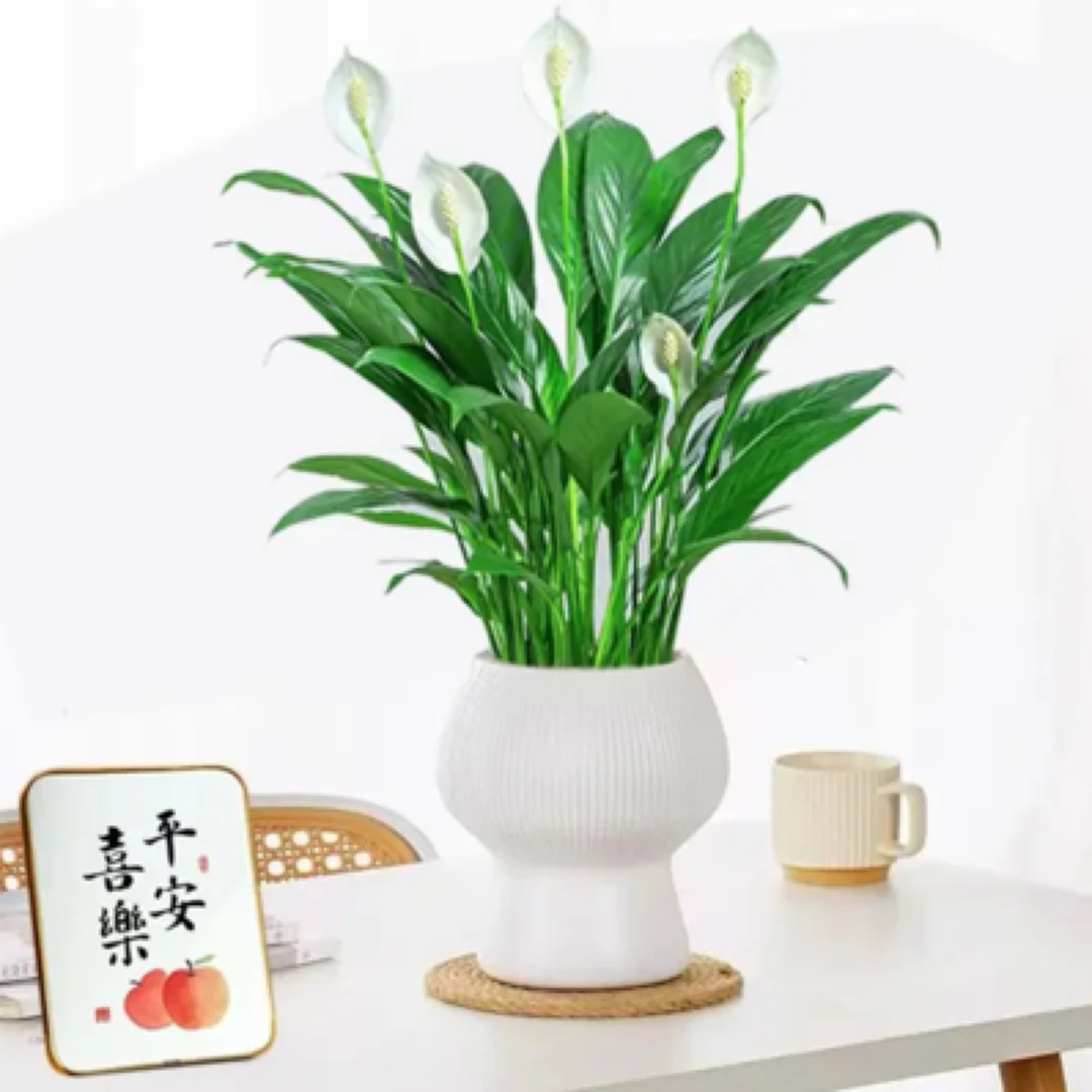 （带花瓶）一帆风顺白掌四季开花美化办公室内净化空气好养绿植