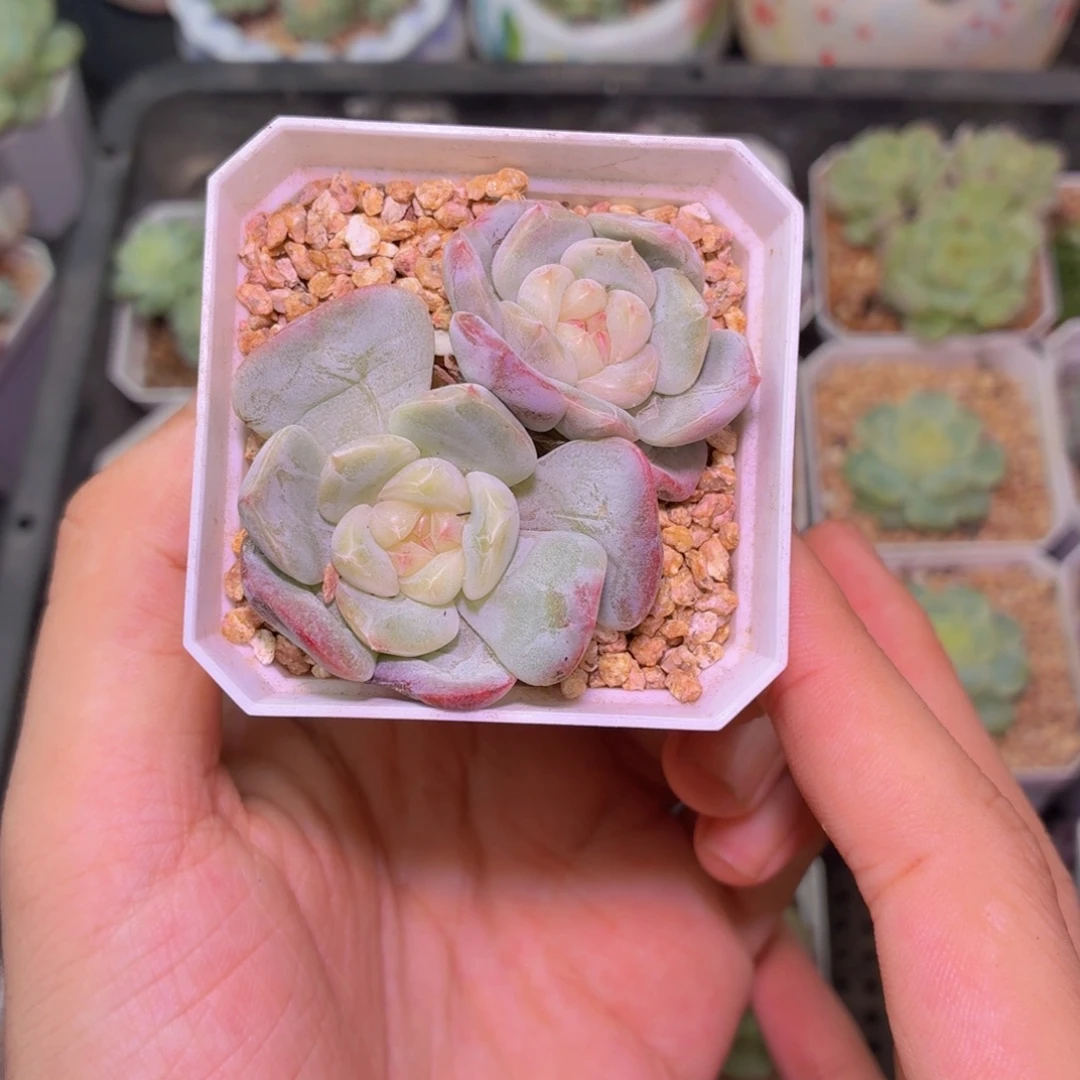 请****白甜心多肉双头植物