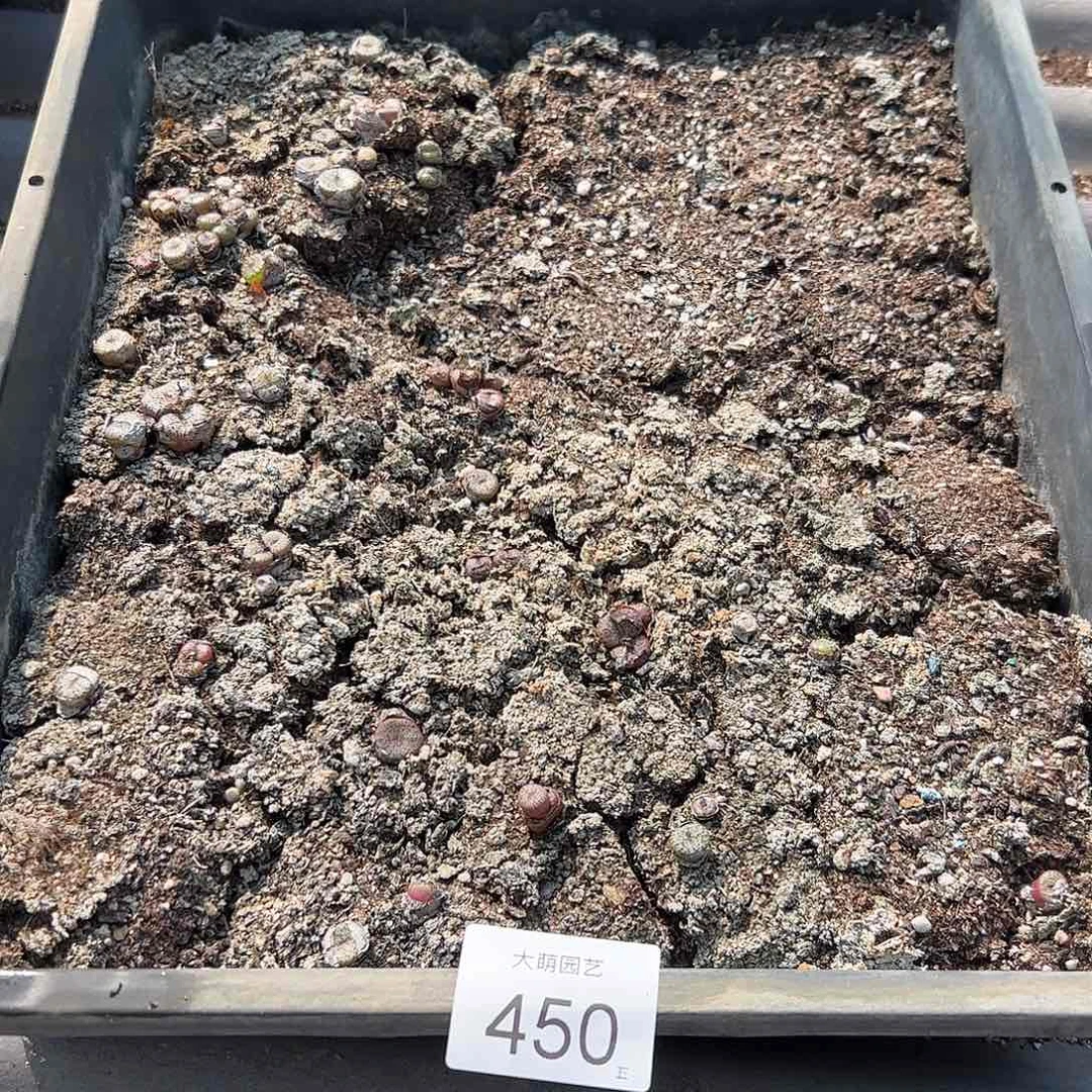 清框脱土发无售后。     450