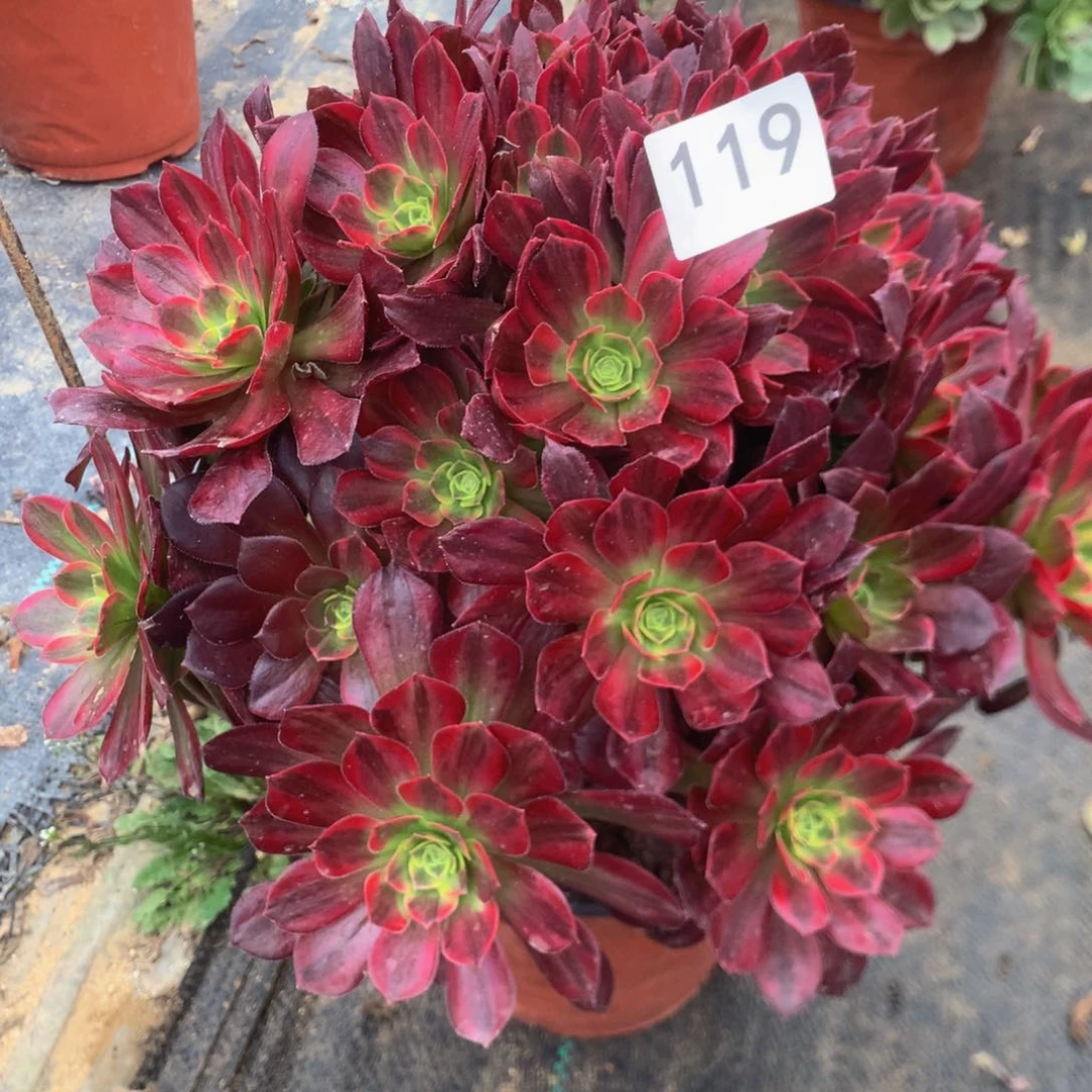 119安娜多肉植物