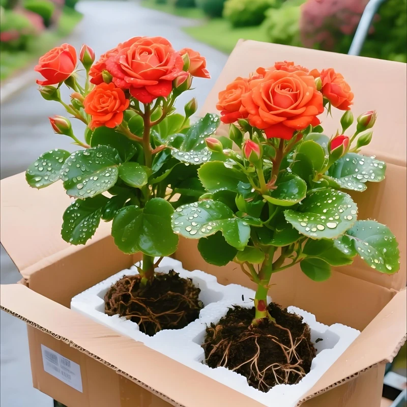 重瓣长寿花小苗四季花卉绿植【养死包赔】新品盆栽金狐狸长寿花大全