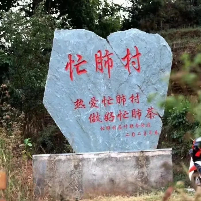 忙肺古树纯料春茶普洱生茶